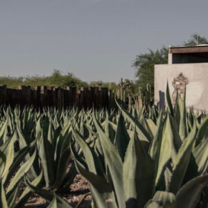 Opuntia Suites